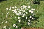 Eine naturnahe Blumenwiese anlegen - Blumenwiese mit Margeriten