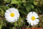 Eine naturnahe Blumenwiese anlegen - Gänseblümchen
