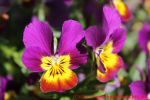 Eine naturnahe Blumenwiese anlegen - Hornveilchenblüte