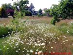 Eine naturnahe Blumenwiese anlegen - Blumenwiese mit Margeriten