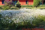 Eine naturnahe Blumenwiese anlegen - Blumenwiese mit Margeriten