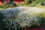 Eine naturnahe Blumenwiese anlegen - Blumenwiese mit Margeriten