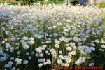 Eine naturnahe Blumenwiese anlegen - Blumenwiese mit Margeriten