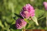 Eine naturnahe Blumenwiese anlegen - Rotklee