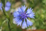 Eine naturnahe Blumenwiese anlegen - Kornblumenblüte