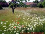 Eine naturnahe Blumenwiese anlegen - Blumenwiese mit Margeriten