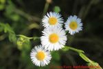 Eine naturnahe Blumenwiese anlegen - vier Gänseblümchen