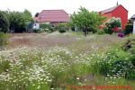 Eine naturnahe Blumenwiese anlegen - Blumenwiese mit Margeriten