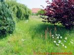 Eine naturnahe Blumenwiese anlegen - 