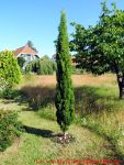 Eine naturnahe Blumenwiese anlegen - Wiese mit Säulenzypresse