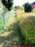 Eine naturnahe Blumenwiese anlegen - kurze Wiese zur Nachbarschaft