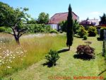Eine naturnahe Blumenwiese anlegen - 