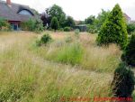 Eine naturnahe Blumenwiese anlegen - 