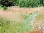 Eine naturnahe Blumenwiese anlegen - Wiese mit Gras