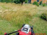 Eine naturnahe Blumenwiese anlegen - Rasenmäher und hohes Gras