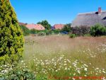 Eine naturnahe Blumenwiese anlegen - 