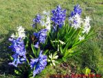 Eine naturnahe Blumenwiese anlegen - Hyazinthen 