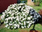 Eine naturnahe Blumenwiese anlegen - blühender weißer Rhododendron 