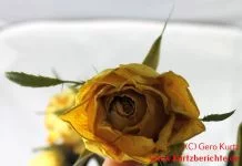 Blumen Glycerin gelbe Rose