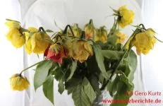 Blumen Glycerin Rosen mit Blättern