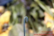 Blumen Glycerin Bindedraht Haken