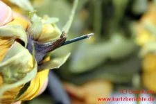 Blumen Glycerin Bindedraht kommt am Stiel der Rose wieder heraus