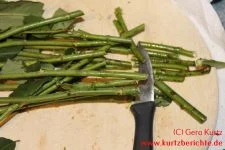 Blumen Glycerin Stiele schräg abschneiden