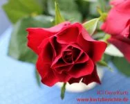 Blumen Glycerin Rosenblüte