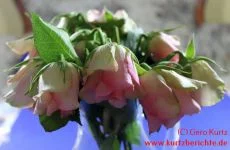 Blumen Glycerin hängende Rosen