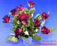 Blumen Glycerin rote Rosen nach der Konservierung