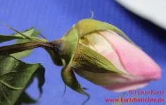 Blumen Glycerin 56 Rose mit schwarzem Stiel vor der Blüte