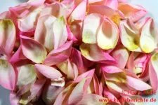 Blumen Glycerin 59 Blütenblätter einer Rose