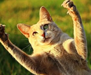 Katze