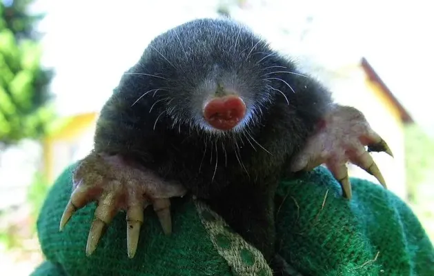 M Dufek Maulwurf in Hand