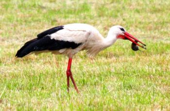 Storch mit Maulwurf