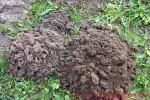 zwei Maulwurfshügel