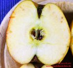 Stippe bei Aepfeln stippiger Apfel