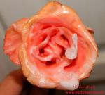 gewachste lachsfarbene Rose